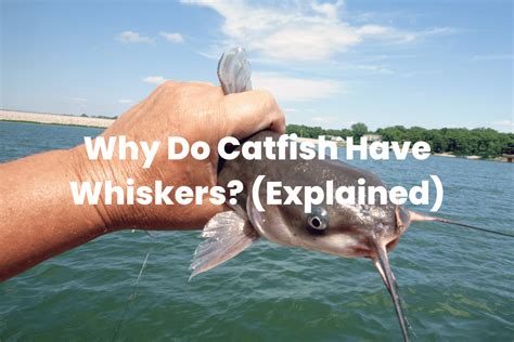 catfish whiskers|whiskers catfish farm schedule.